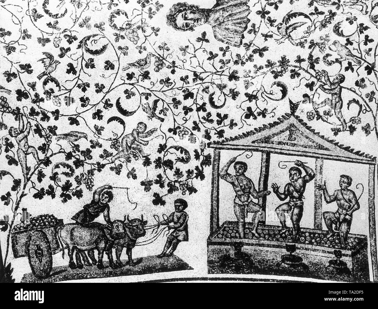 Römischen Sklaven während der Weinlese auf einem Mosaik in das Mausoleum der Constantina, Tochter von Kaiser Konstantin, dass rund 345 AD im Norden gebaut wurde - östlich von Rom. Den Kopf in den weinblättern Ornament ist wahrscheinlich ein Porträt von Constantina. Stockfoto