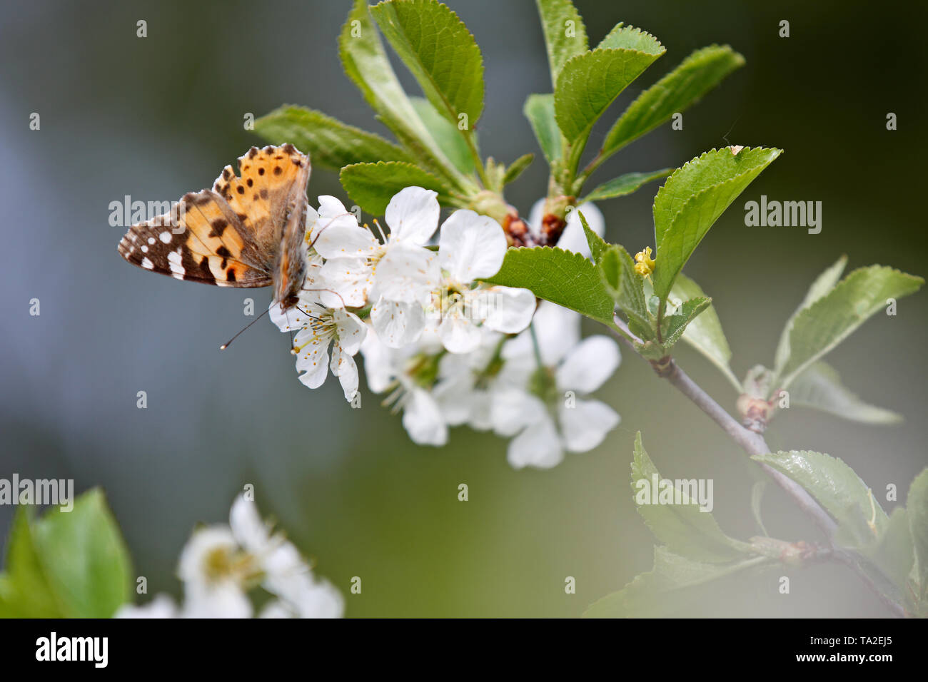 Painted Lady Butterfly, Vanessa cardui in blühende Kirschbäume Stockfoto