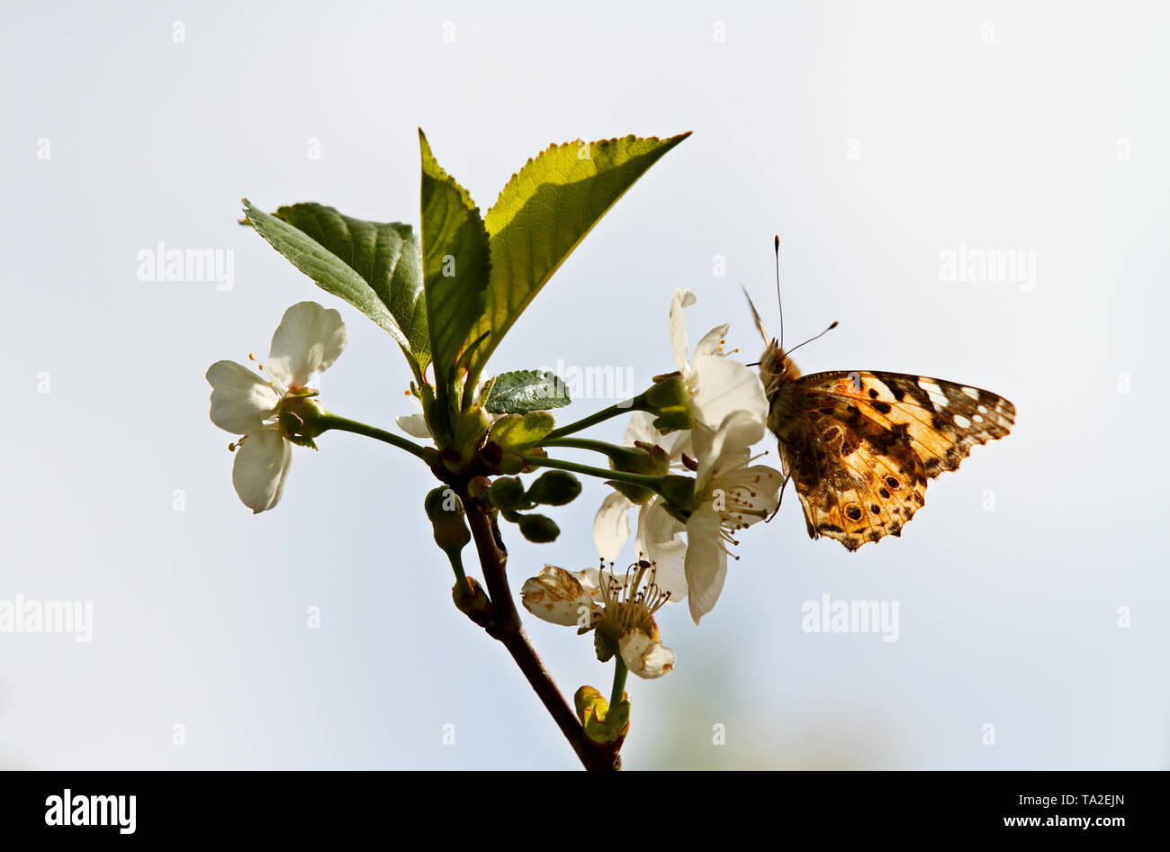 Painted Lady Butterfly, Vanessa cardui in blühende Kirschbäume Stockfoto