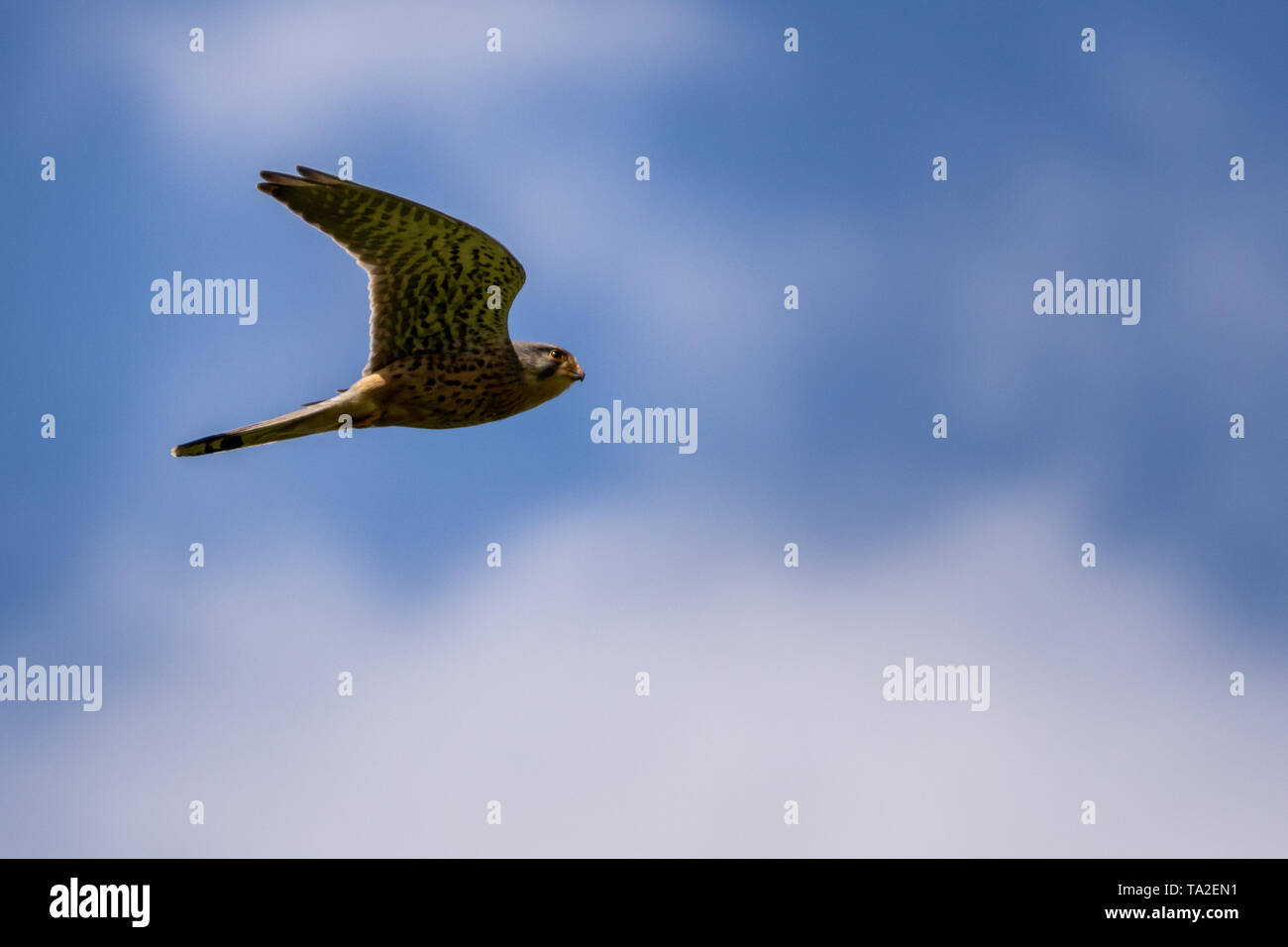 Wild Kestrel Jagd in die Felder in der Nähe der Glocken Mühle, West Midlands, UK. Stockfoto