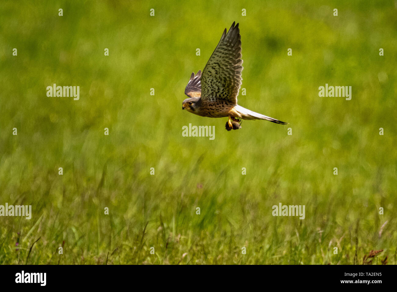 Wild Kestrel Jagd in die Felder in der Nähe der Glocken Mühle, West Midlands, UK. Stockfoto