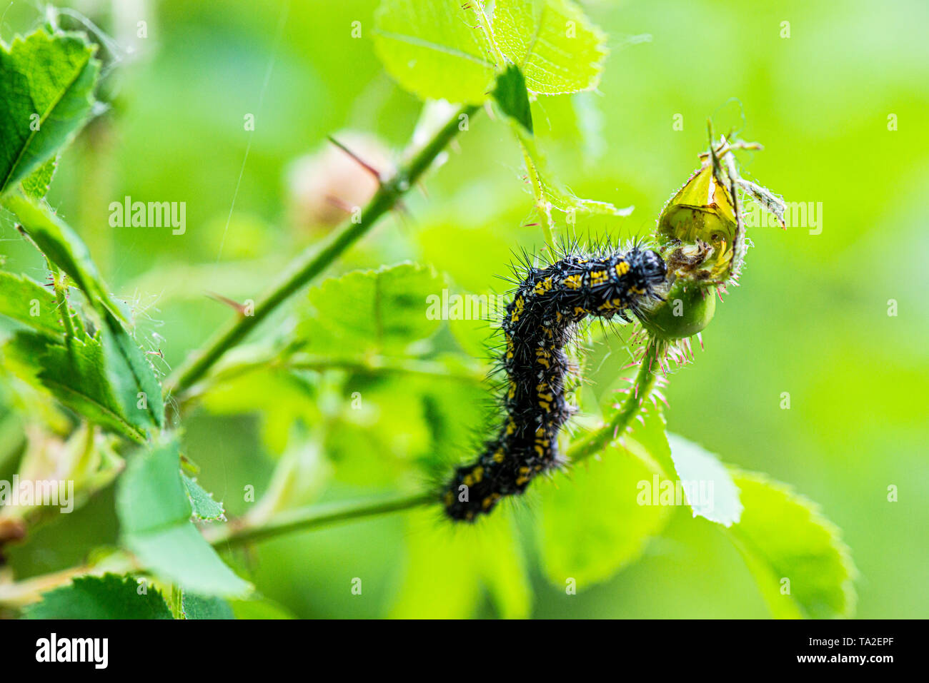 Eine rote Tiger Moth Caterpillar (Callimorpha dominula) Fütterung mit einer Rose Stockfoto