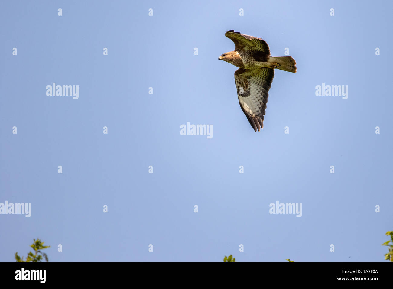 Mäusebussard Kreisen über die Bäume in der Nähe des Flusses Stour Stockfoto
