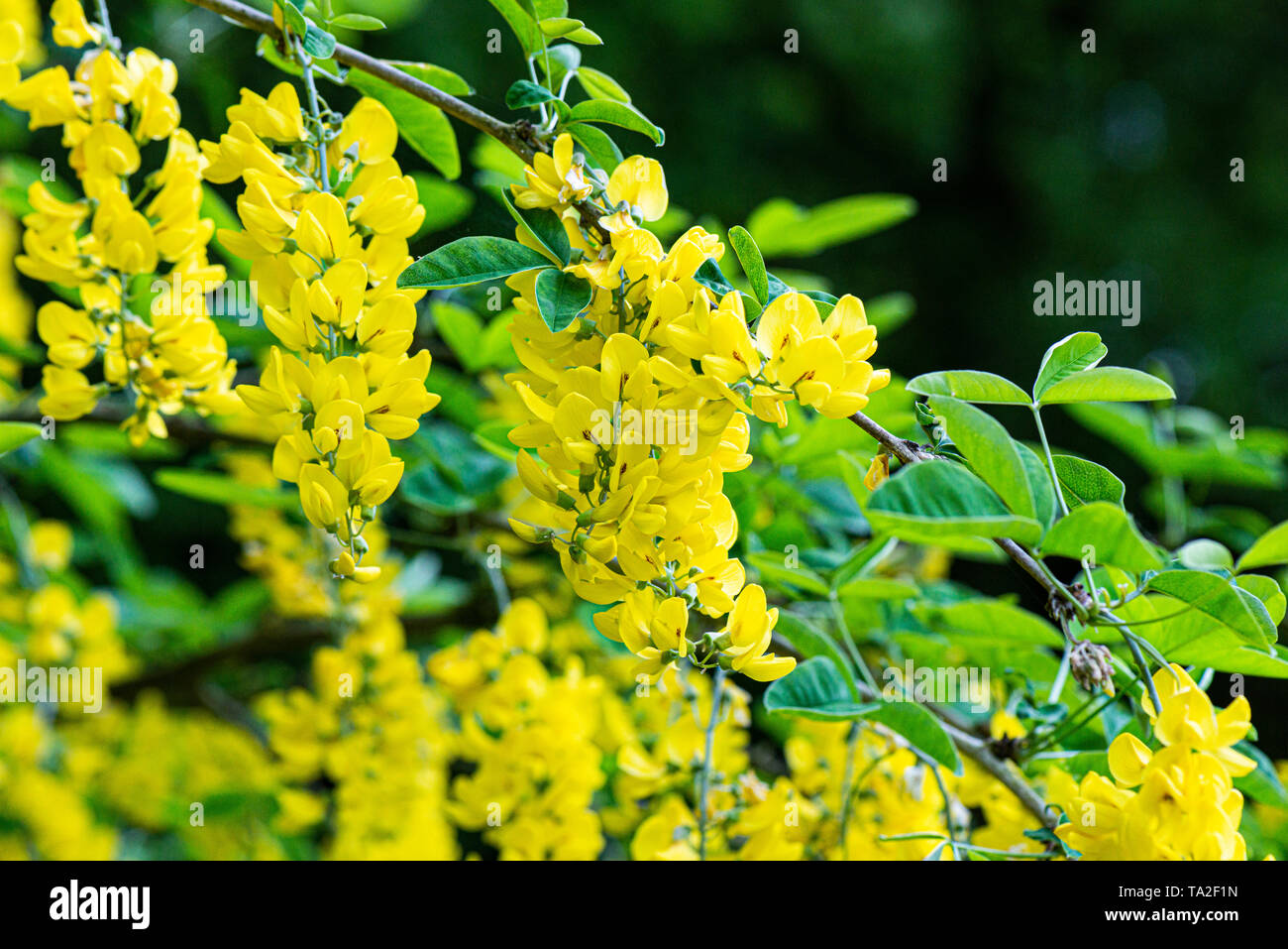 Die Blumen einer Scotch Goldregen (Laburnum alpinum) Stockfoto