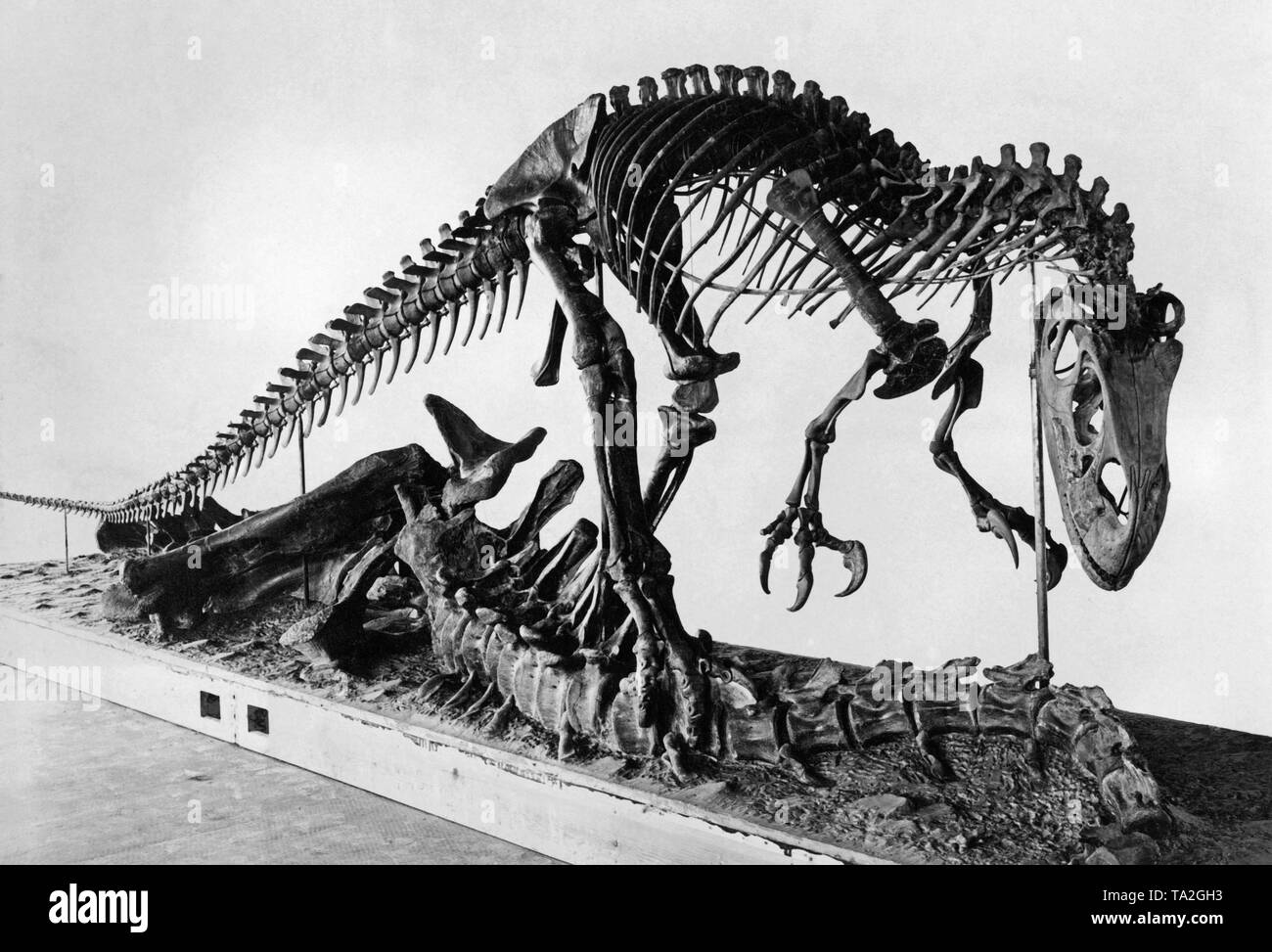 Auf diesem Foto sehen Sie das Skelett eines Allosaurus im American Museum of Natural History ausgestellt. Stockfoto