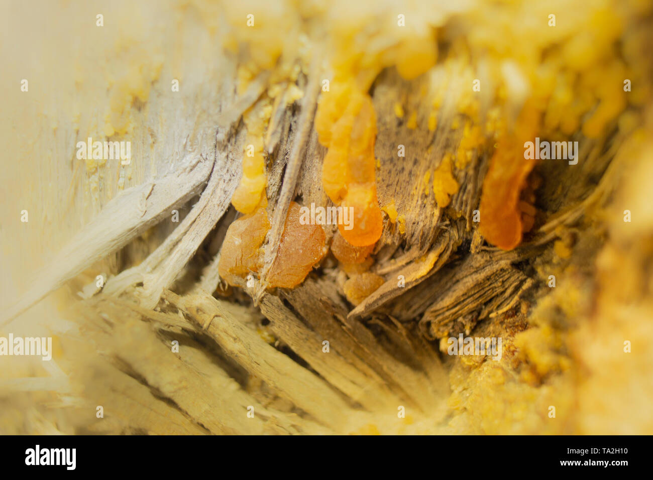 Das Foto von Bernstein auf das Holz und Rinde. Hintergrund für die Holzindustrie. Stockfoto