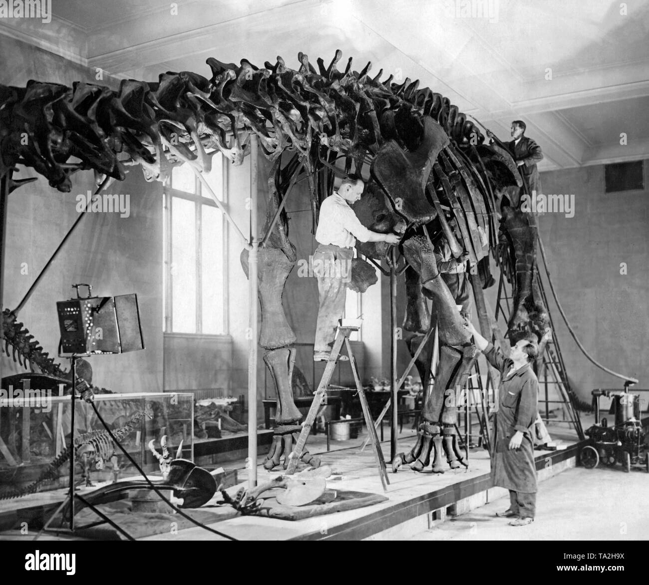 Vorbereitung eines Dinosaurier Skelett. Stockfoto