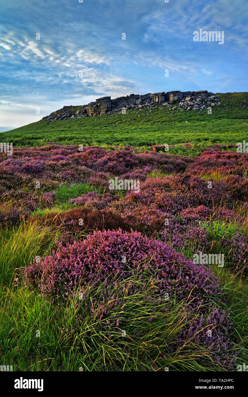 UK, South Yorkshire, Peak District, in der Nähe von Sheffield, Vorgehensweise bei Higger Tor mit Heather in voller Blüte Stockfoto