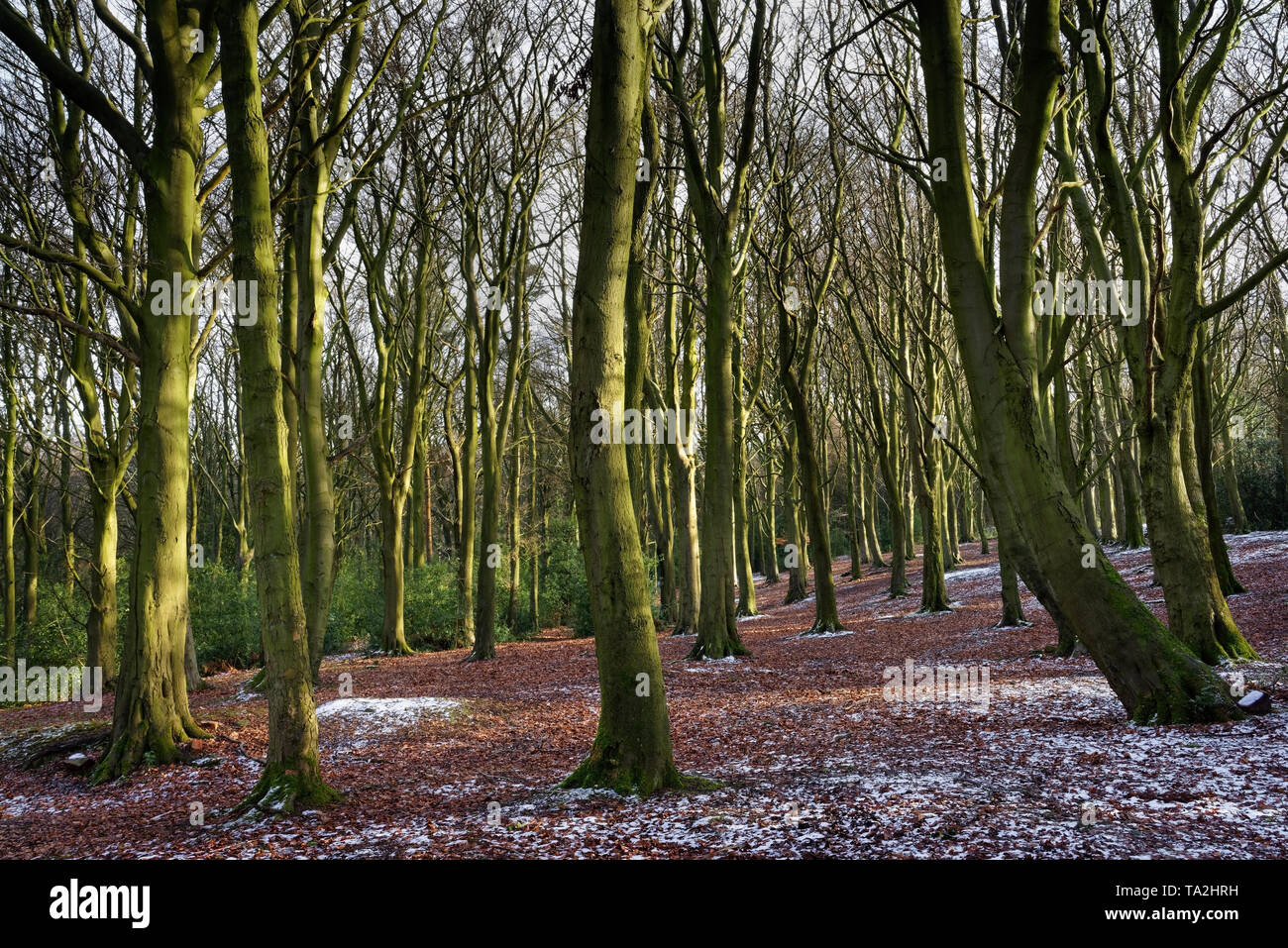 Großbritannien, Derbyshire, Holmesfield Park Wood. Stockfoto