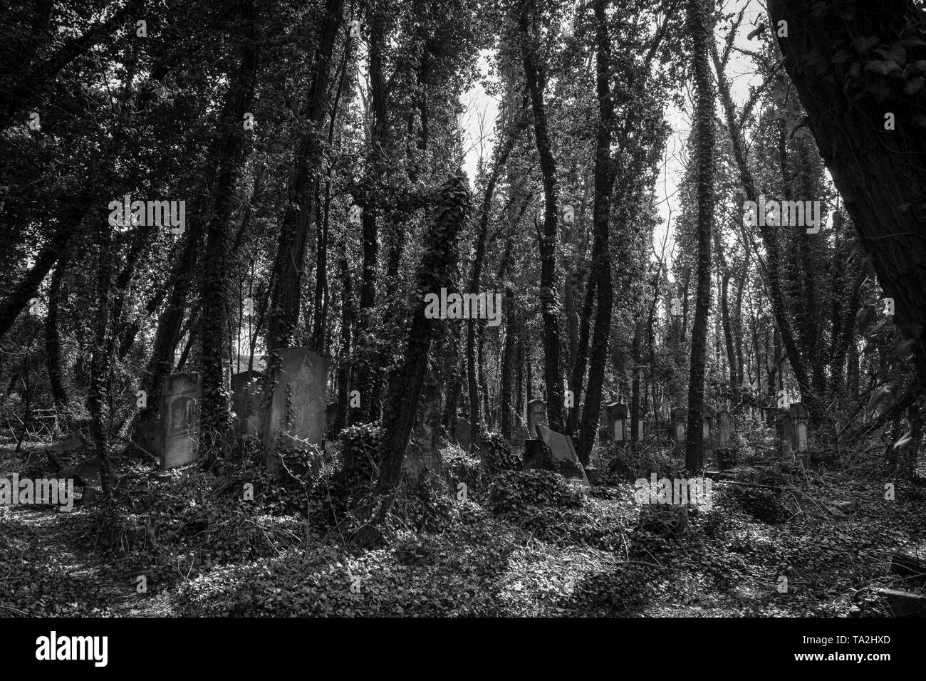 Schwarz-weiß Foto von Alter Jüdischer Friedhof in der Stadt von Tschenstochau in Polen Stockfoto
