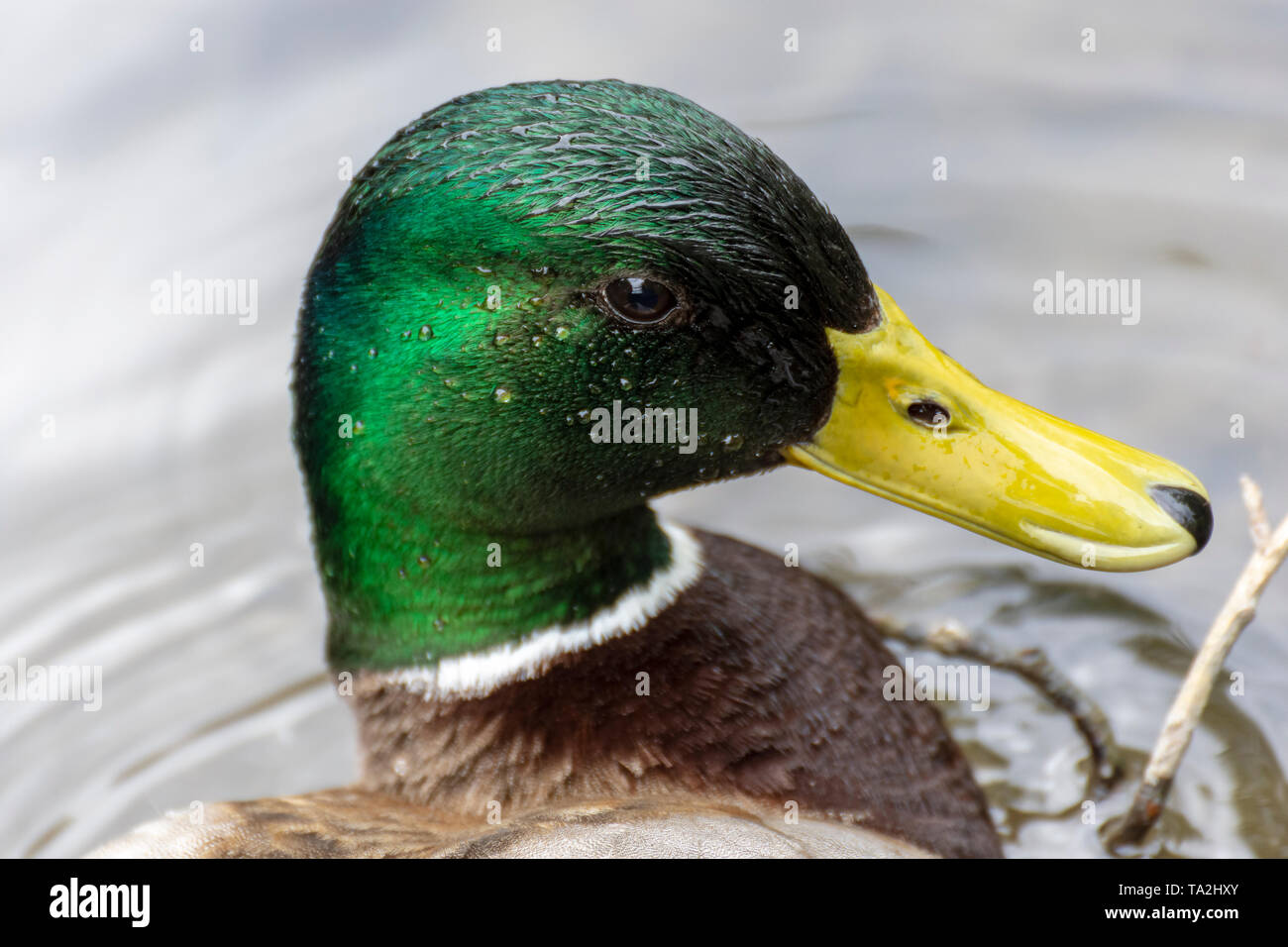 Nahaufnahme einer Stockente (Anas platyrhynchos) mit Wassertropfen auf der Federn, Bild aus dem Norden Schwedens. Stockfoto