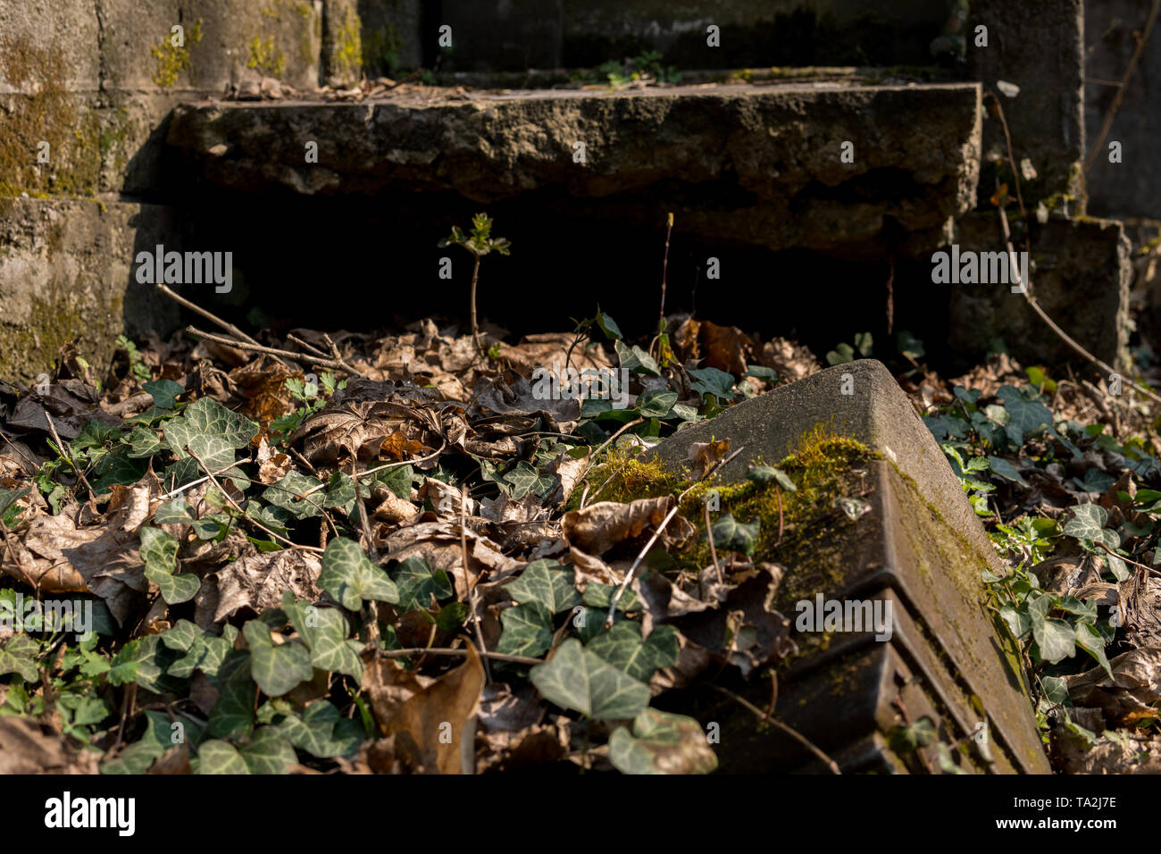Alte jüdische Grabsteine mit Moos auf dem Friedhof in der Stadt von Tschenstochau in Polen Stockfoto