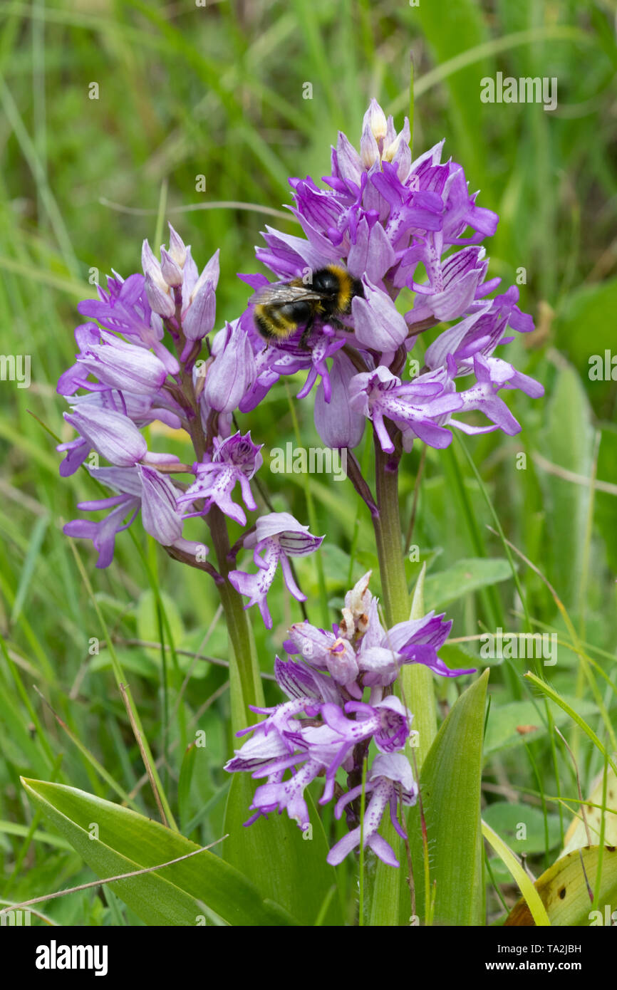 Hummel auf einer Helm-knabenkraut (Orchis militaris) am Homefield Holz, Buckinghamshire, Großbritannien Stockfoto