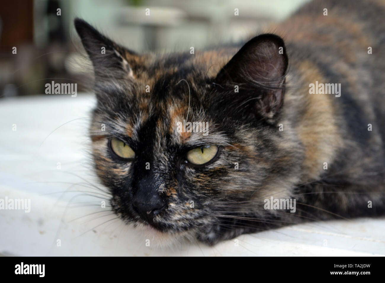Süße 3-farbige Katze Stockfotografie - Alamy