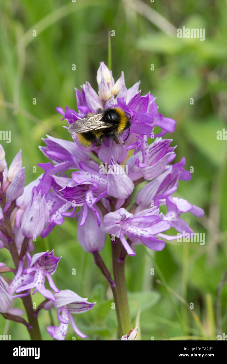 Hummel auf einer Helm-knabenkraut (Orchis militaris) am Homefield Holz, Buckinghamshire, Großbritannien Stockfoto