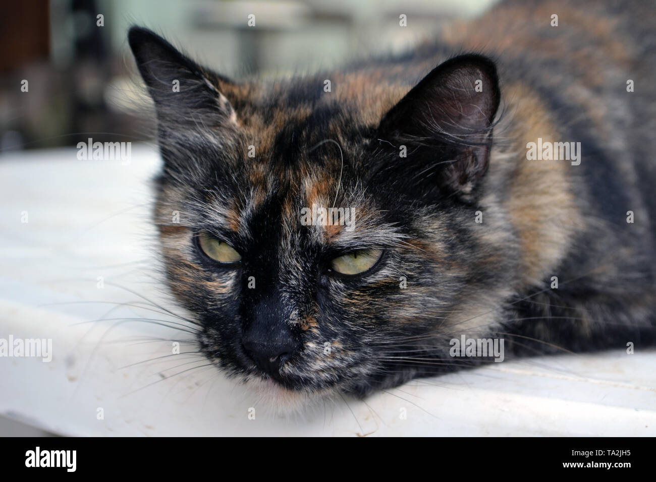 Süße 3-farbige Katze Stockfotografie - Alamy