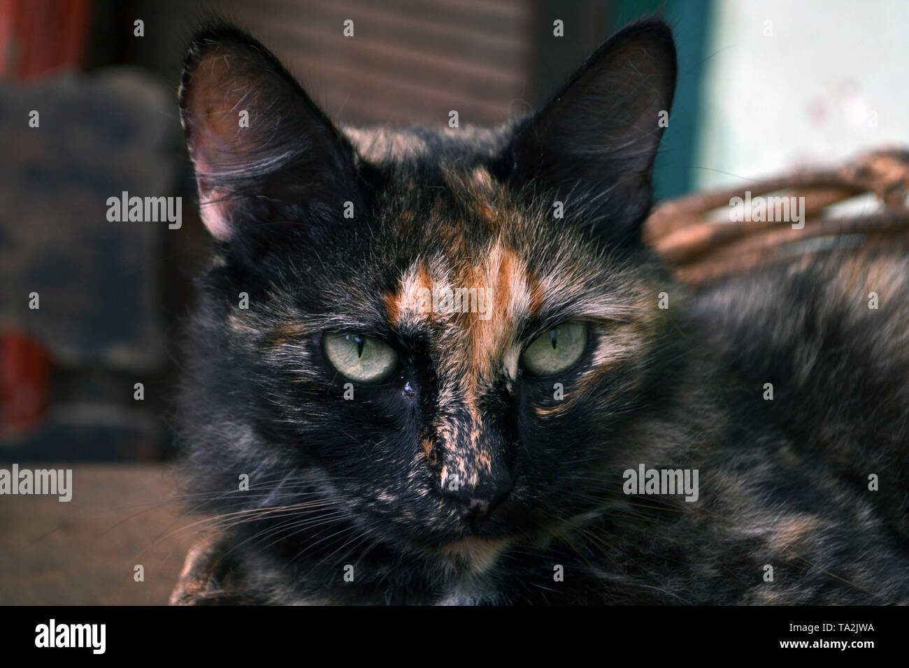 Süße 3-farbige Katze Stockfoto