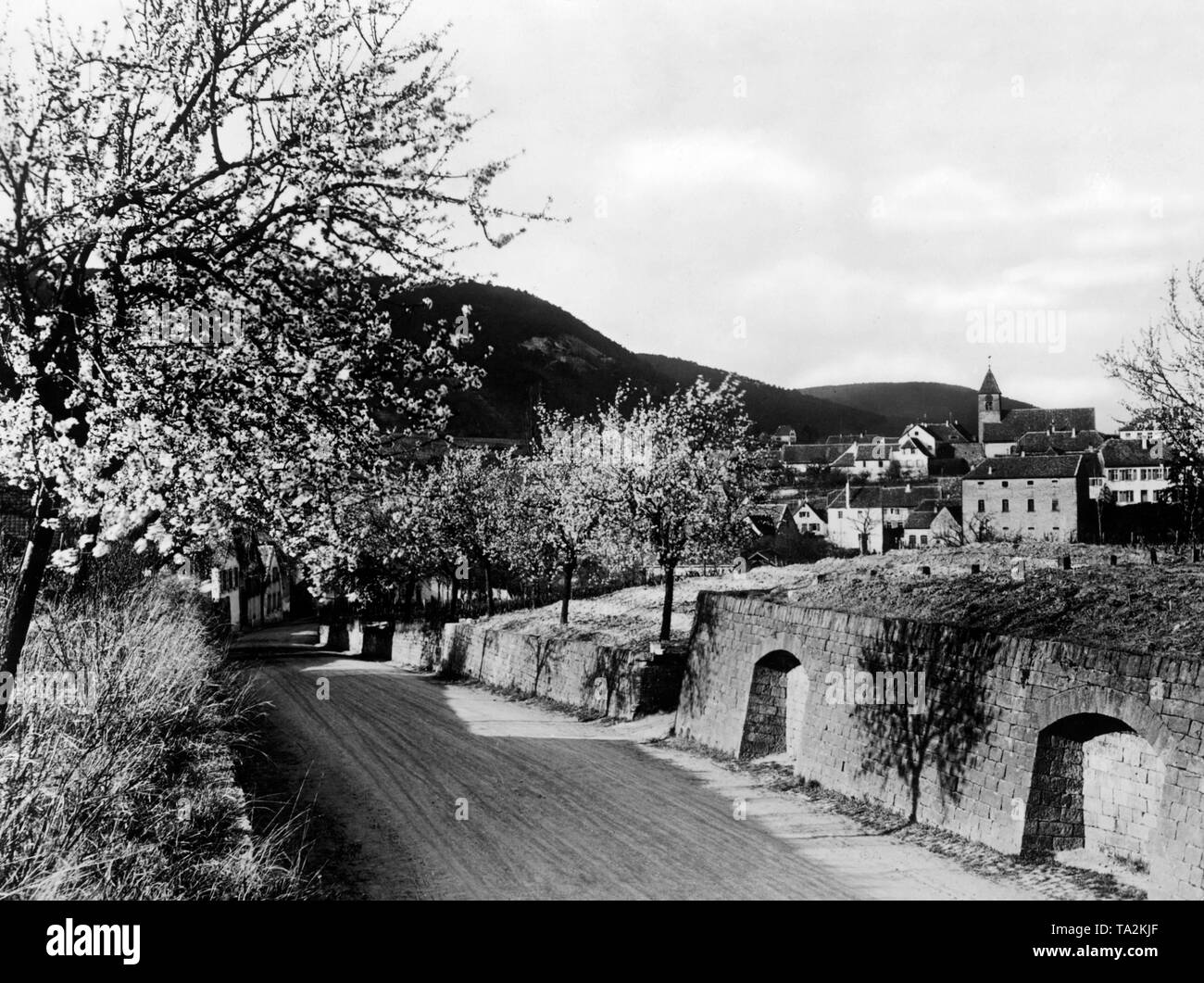 Country Road mit blühenden Mandelbäumen im Winzerdorf Gimmeldingen/Weinstrasse. Die evangelische Kirche St. Laurentius mit ihrem romanischen Turm hebt sich deutlich von der Stadtmitte entfernt. Seit 1968 ist es ein Ortsteil von Edenkoben. Stockfoto