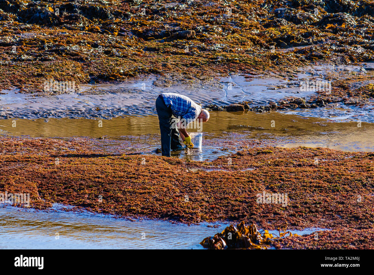 Ein Fischer, der bei Ebbe Schalentiere von Hand sammelt. Seahouses, Northumberland, Großbritannien. Oktober 2018. Stockfoto