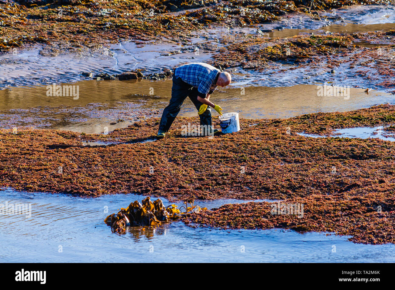 Ein Mann Sammeln von Muscheln, wie Wellhornschnecken und Strandschnecken von Hand bei Ebbe in Nevsehir, Northumberland, Großbritannien. Oktober 2018. Stockfoto