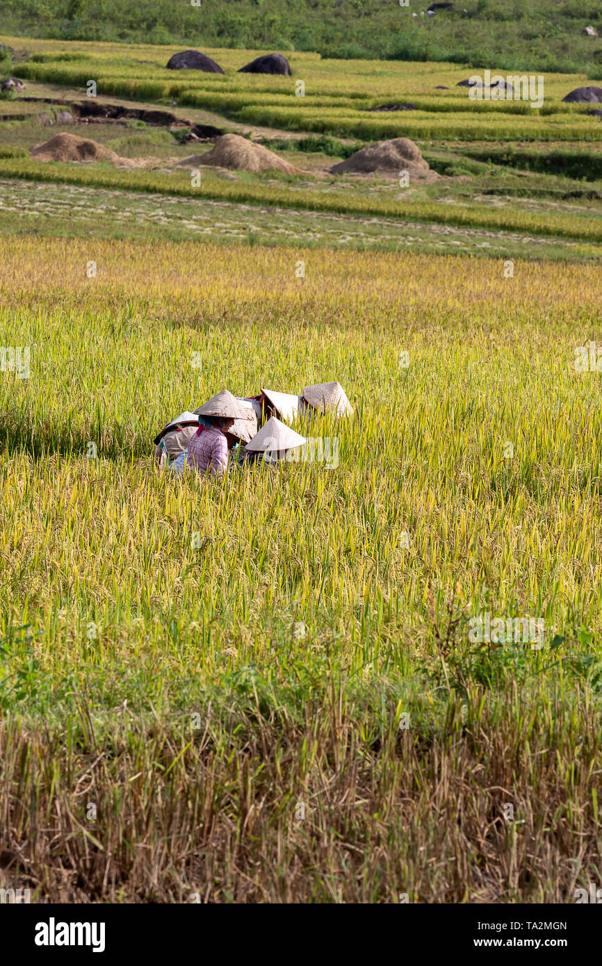 Die Reisfelder Vietnam Stockfoto