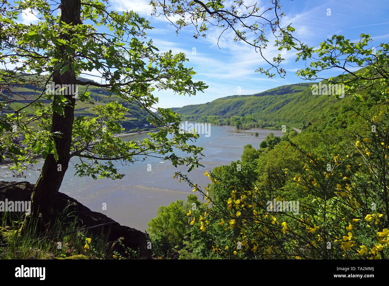 Blick von der Burg Rheinstein am Rhein, Bingen am Rhein, Oberes Mittelrheintal, Rheinland-Pfalz, Deutschland Stockfoto