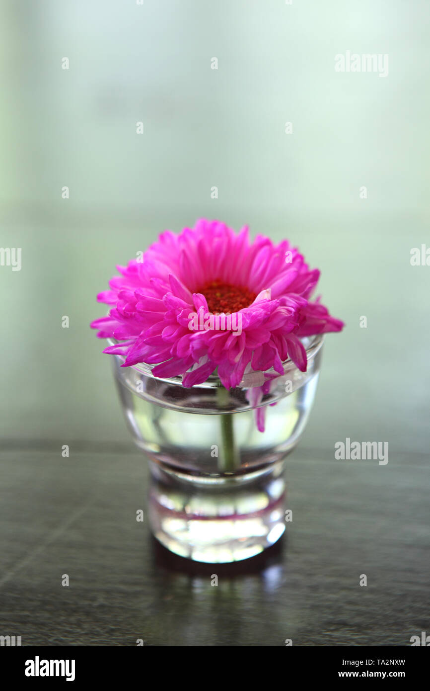 Lila Blüten in Glas Stockfoto