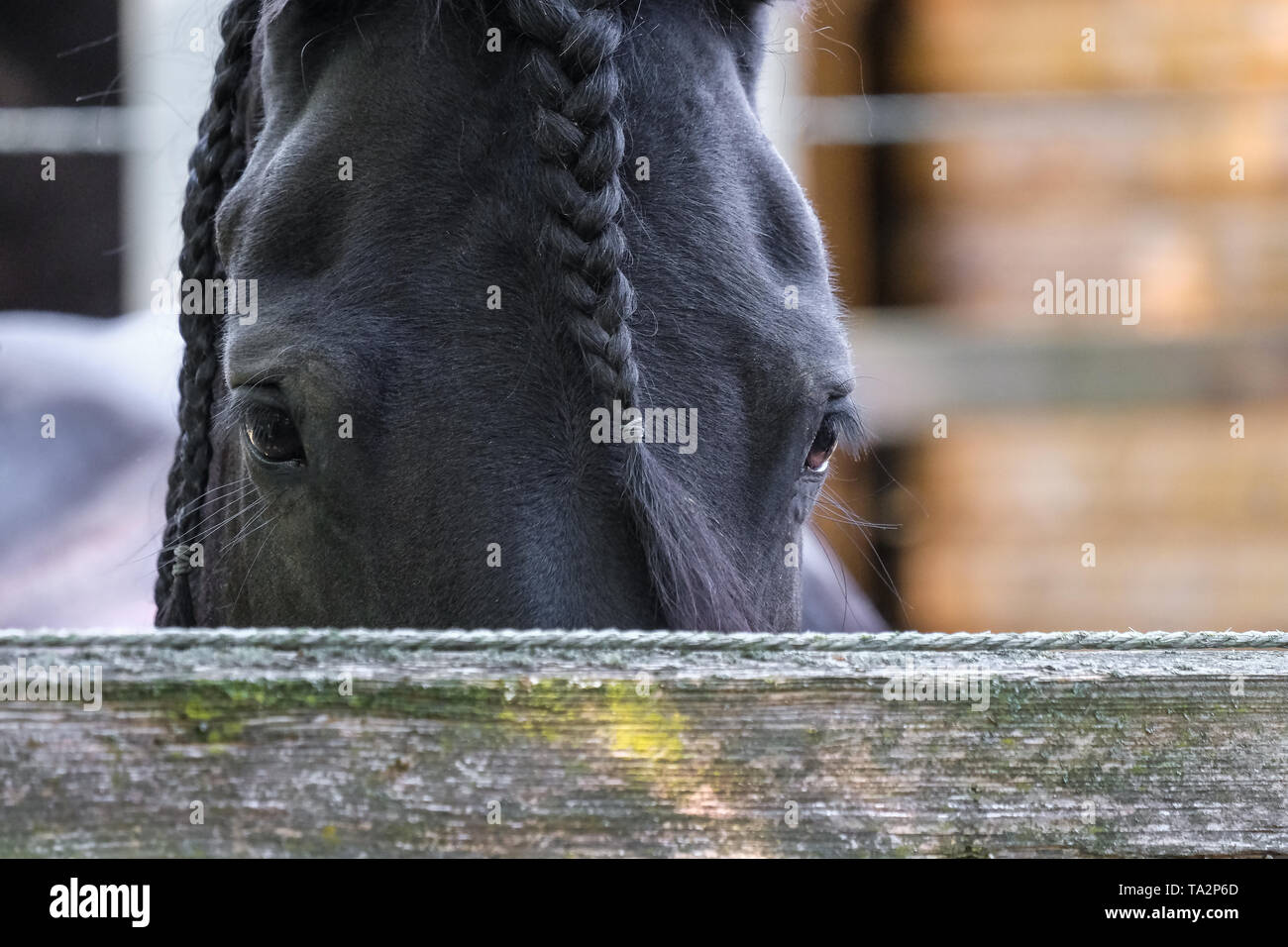 Schwarzes Pferd mit geflochtenen Mähne in einem Pferdestall Stockfoto
