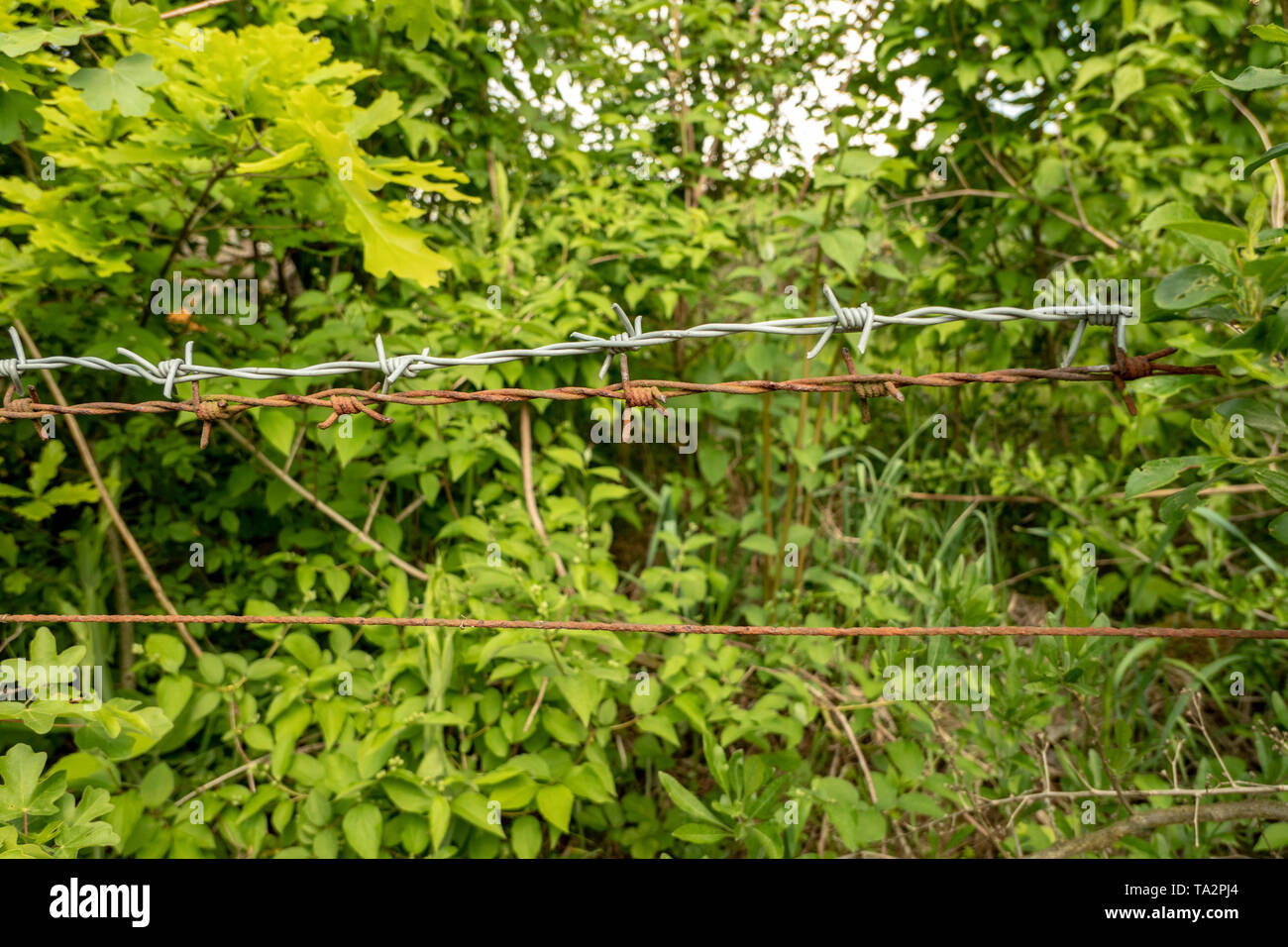Draht Gartenzaun Stockfotos und bilder Kaufen Alamy