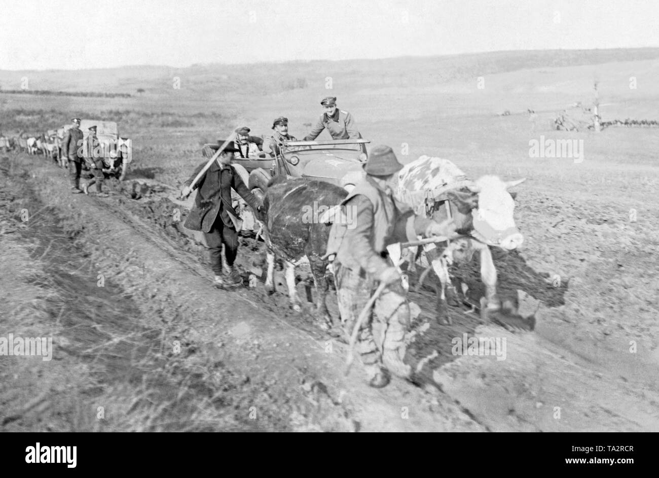 Kühe ziehen Sie das festgeklemmte Auto deutscher Offiziere zurück auf die Straße. Zu Beginn des Ersten Weltkriegs, viele Straßen in Serbien waren unbefestigt. Stockfoto