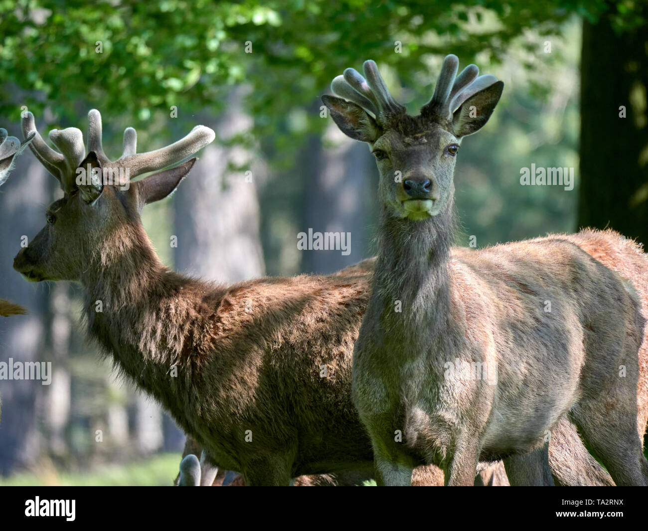 Eine Herde Hirsche grasen Stockfoto