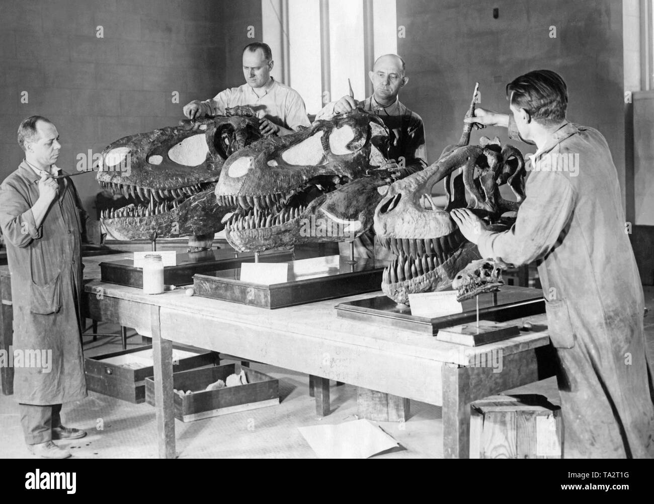 Mitarbeiter des American Museum of Natural History sauber Dinosaurier Schädel. Stockfoto
