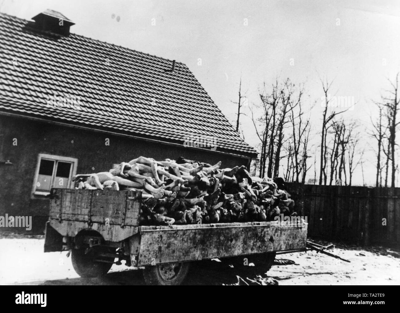 Gestapelten Leichen der Ermordeten KZ-Häftlinge in einem Auto in die Majdanek nach seiner Befreiung durch die Rote Armee. Stockfoto