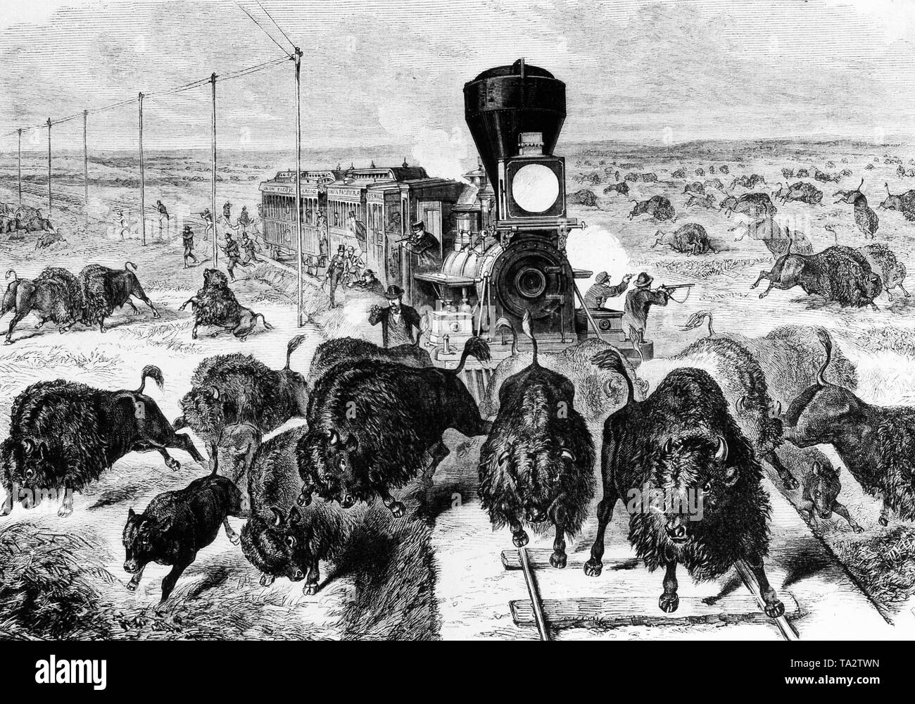 Jäger schießt auf Bisons aus einem Zug Stockfoto
