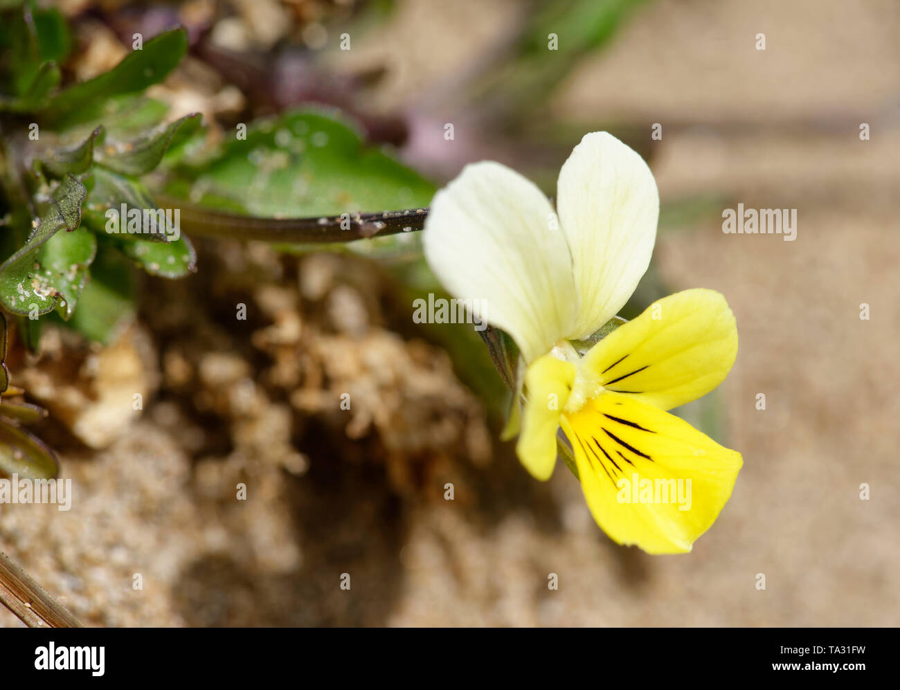 Dune Stiefmütterchen - Viola tricolor curtisii Braunton Burrows Sanddünen Stockfoto