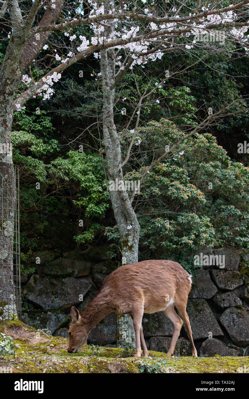 Japanische Hirsche weiden in der Nähe Itsukushima Schrein in Miyajima Stockfoto