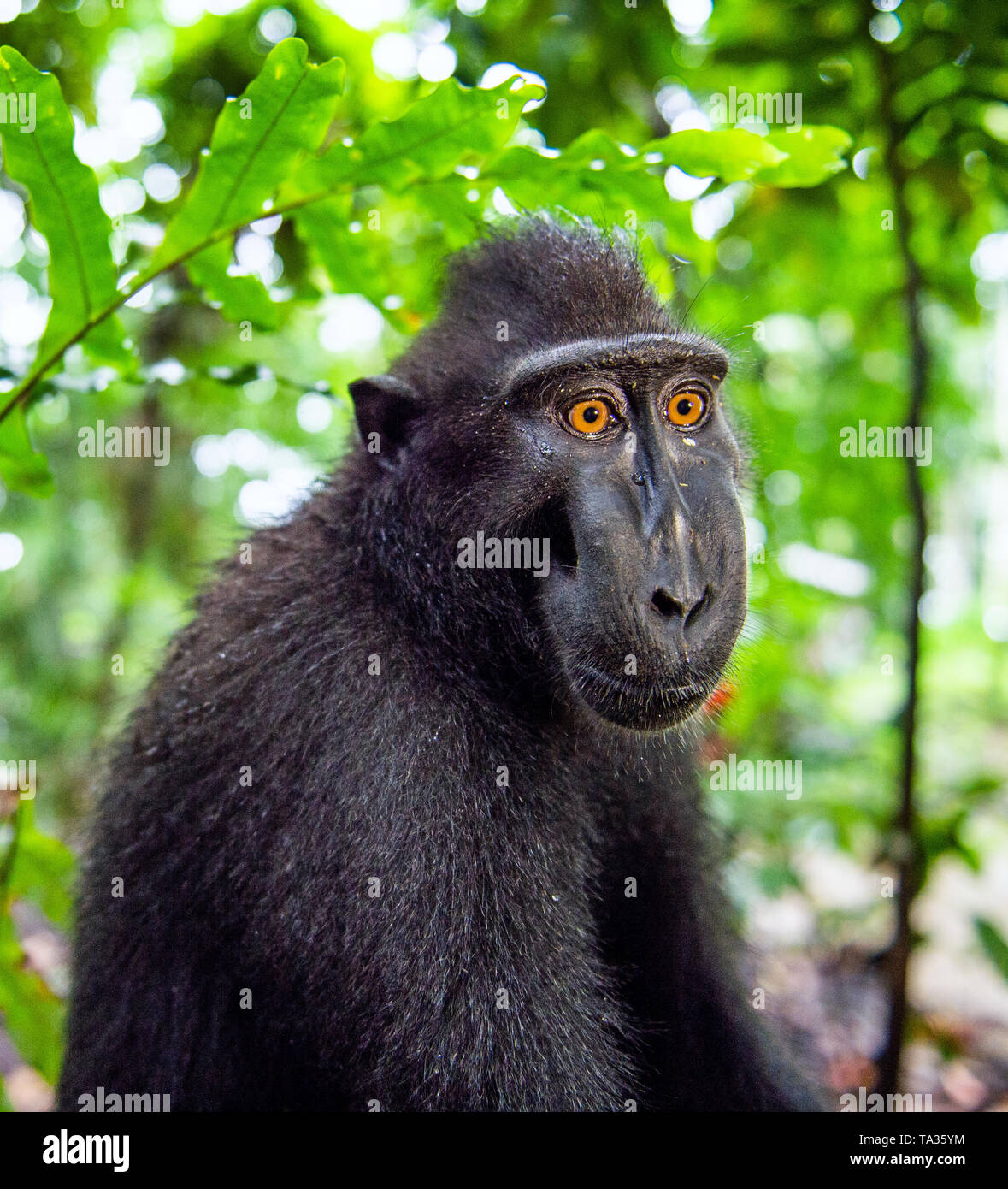 Der Celebes crested Makaken. Close up Portrait. Crested schwarzen Makaken, Sulawesi crested Makaken, oder den schwarzen Affen. Natürlicher Lebensraum. Sulawesi. Indones Stockfoto