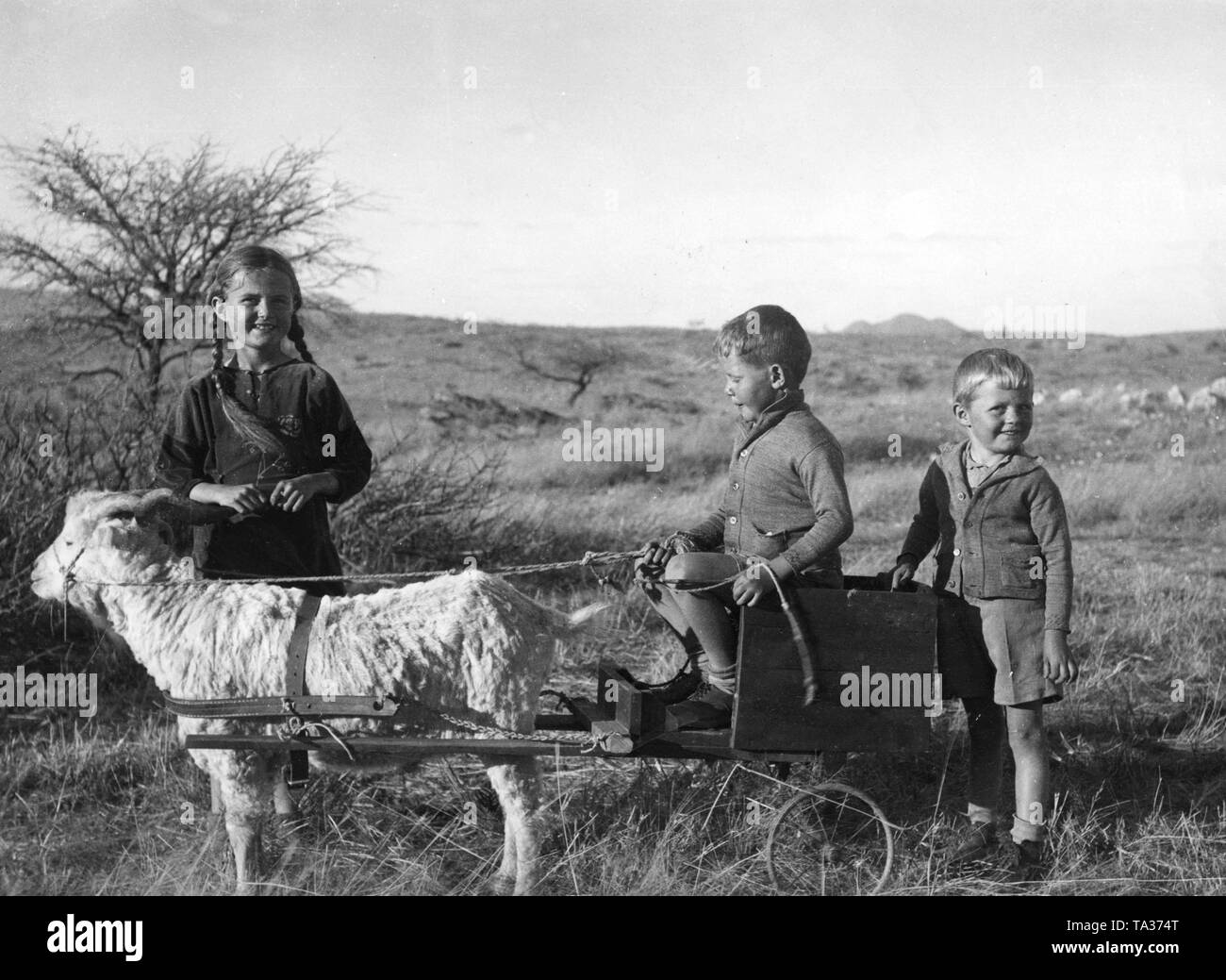 Drei deutsche Kinder mit einer Angoraziege und einen Wagen in der Nähe von Windhoek, in der ehemaligen deutschen Kolonie Deutsch Südwestafrika. Stockfoto