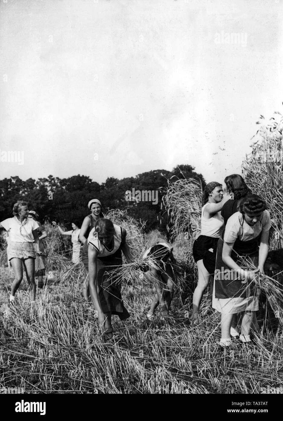 Frauen von der NS-Frauenschaft (National sozialistischen Frauen Liga), verschiedene Jugendgruppen und Deutsches Frauenwerk helfen mit einer Ernte in der Umgebung während des Wochenendes. Hier, ein Roggen der Ernte in einem Feld in Berlin. Stockfoto