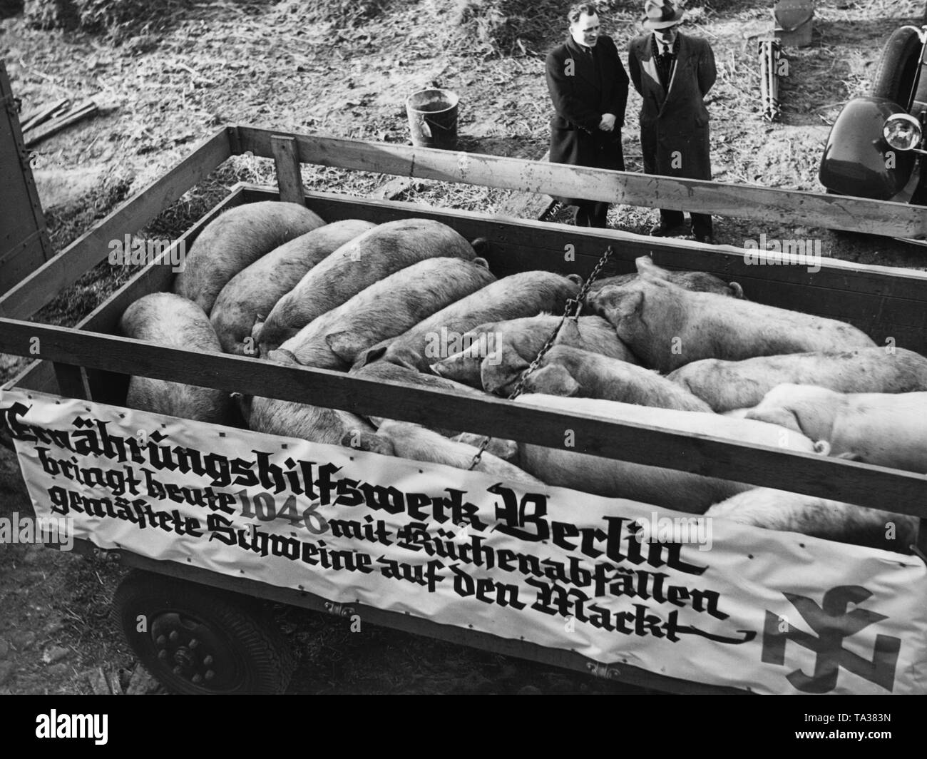 1100 Schweine, die von den Ernaehrungshilfswerk der NS-Volkswohlfahrt mit Küchenabfälle in Berlin gemästet wurden, werden an den Lagerplatz geliefert. Hier Schweine sind auf Lkws auf einem Bauernhof in Berlin-Britz geladen. Es wird ein Banner mit dem Fahrzeug verbunden mit dem Schriftzug: "Ernaehrungshilfswerk Berlin bringt heute 1046 Schweine mit Küchenabfällen zu Markt" zugeführt. Stockfoto