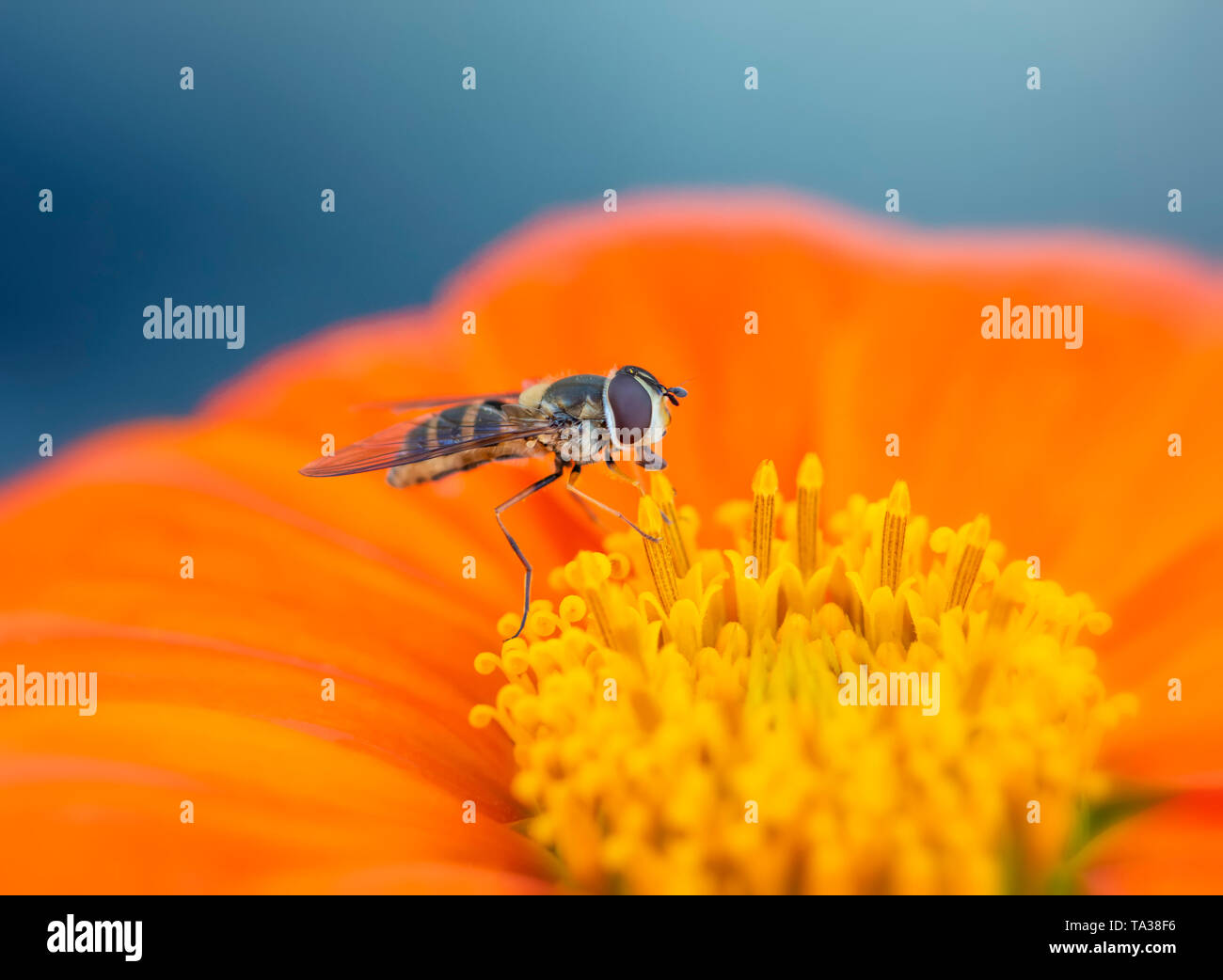 Eine Drohne fliegen (Eristalis Tenax) ruht auf einem tithonia Blume Stockfoto