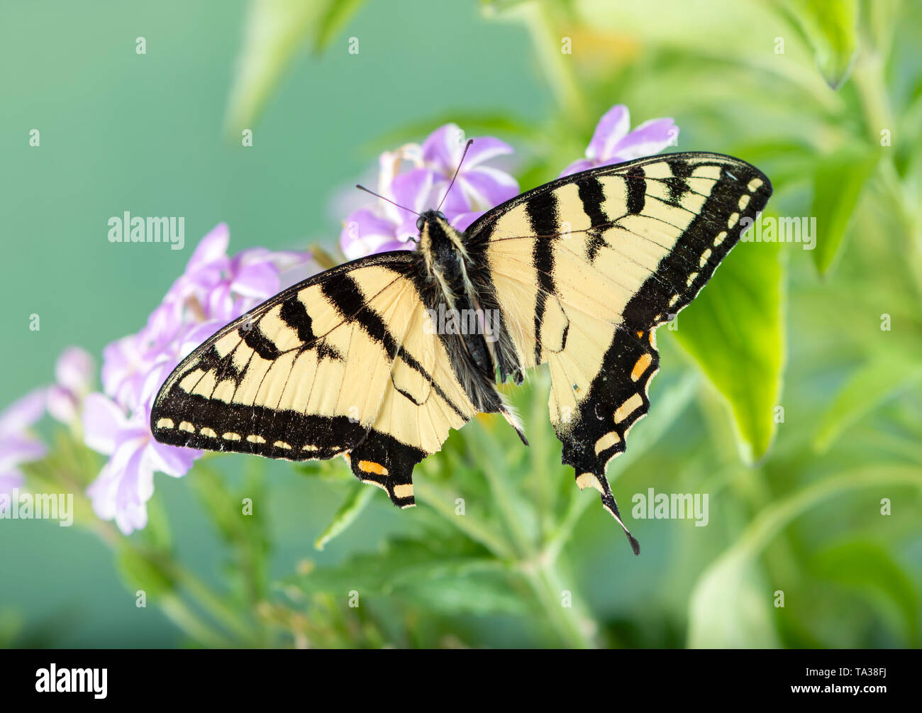 Tattered kanadischen Tiger Swallowtail butterfly (papilio canadensis) - Ansicht von oben Stockfoto