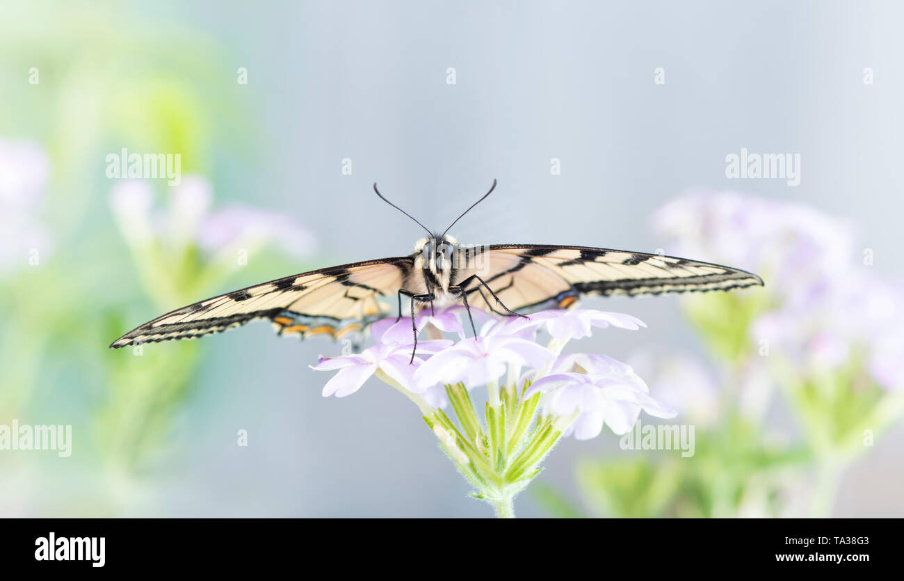 Eine kanadische tiger Swallowtail (papilo canadensis) Schmetterling auf einer Blume - Vorderseite Stockfoto
