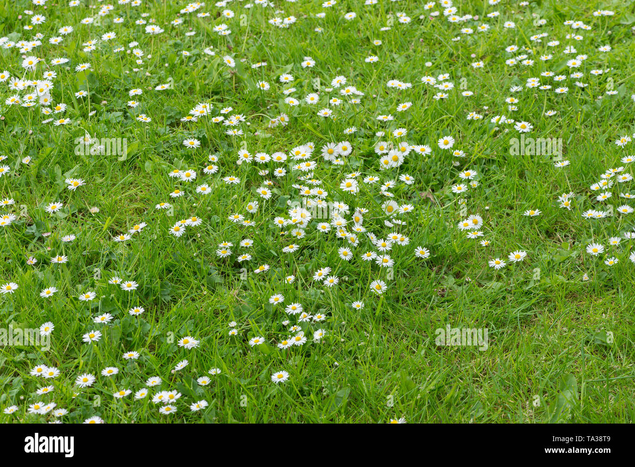 Dennoch attraktiven ein Gärtner Alptraum, viele Gänseblümchen, Bellis perennis, Pflanzen und Blumen die Kolonisierung von einem Rasen mit Unkraut überwuchert, Rasen daisy Stockfoto