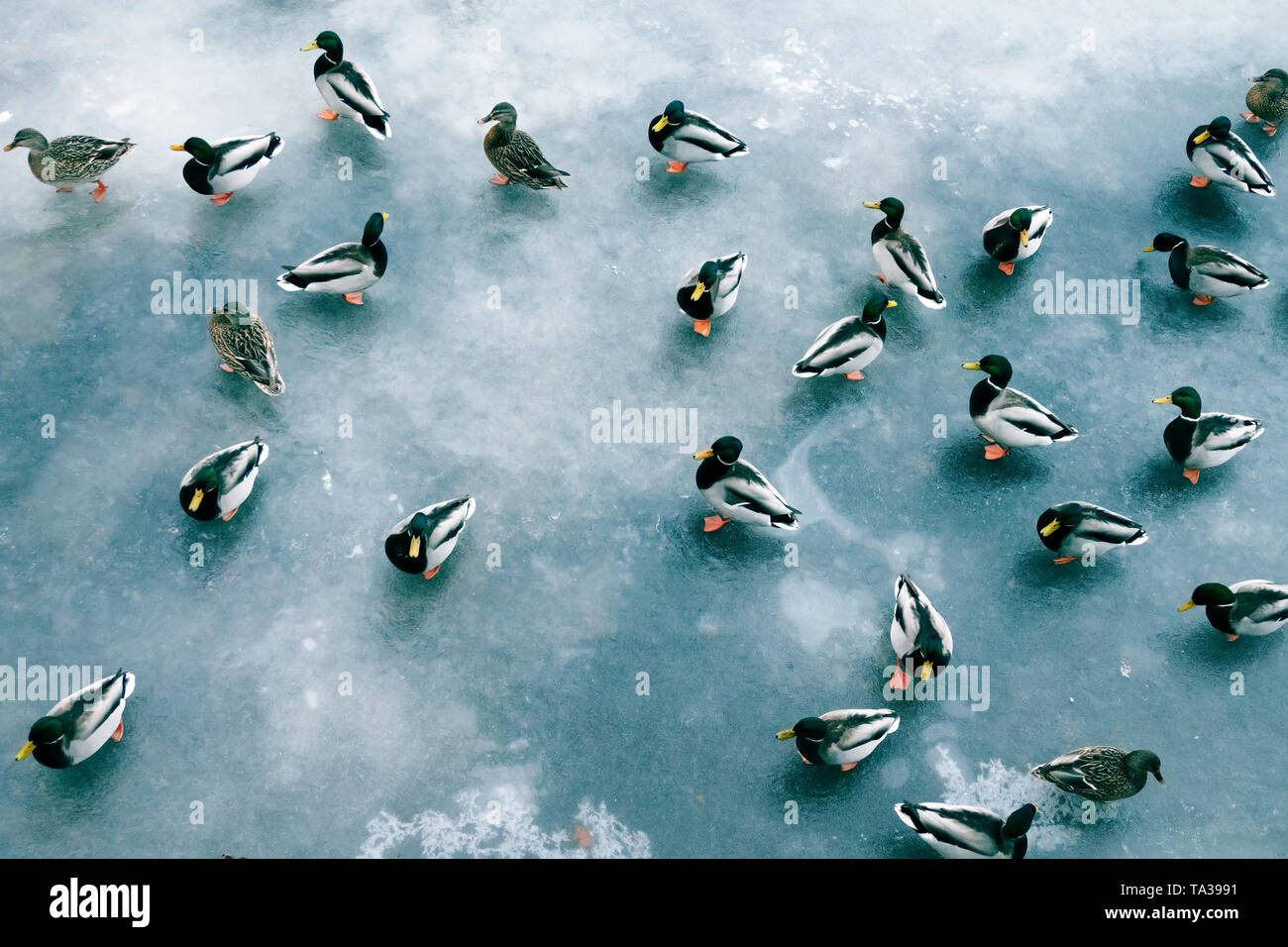 Große Ansammlung von Enten im Winter auf dem Eis der Behälter. Stockenten in Herden auf der Einwinterung viele Vögel Stockfoto