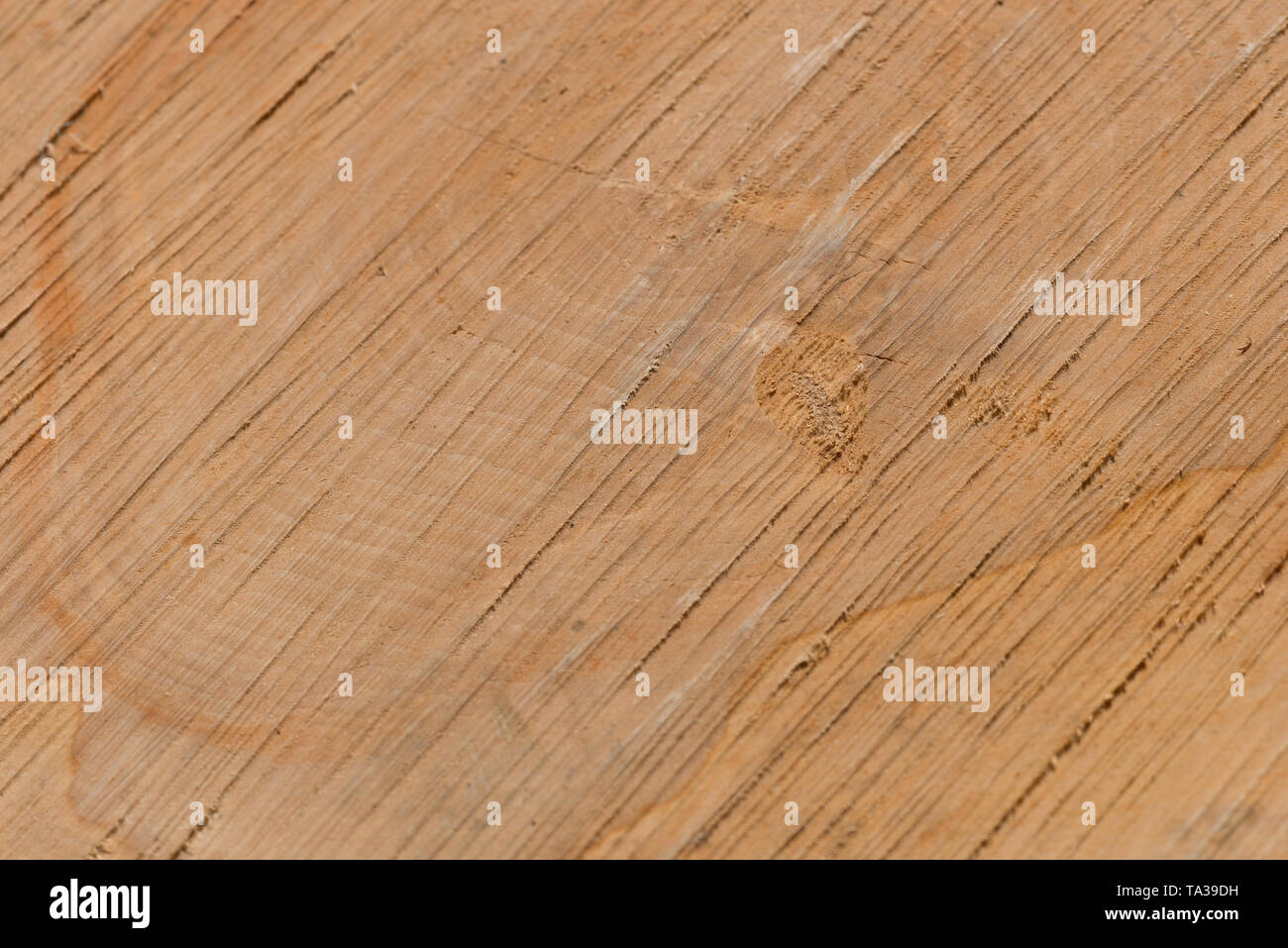 Silber Birke, Betula pendula, Baum, die aufgrund ihres Alters und der Invasion von Pilzen gefällt, notwendige Sicherheit Management und Protokolle gesägt, feine Textur Details Stockfoto