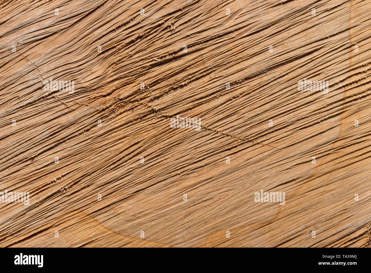 Silber Birke, Betula pendula, Baum, die aufgrund ihres Alters und der Invasion von Pilzen gefällt, notwendige Sicherheit Management und Protokolle gesägt, feine Textur Details Stockfoto