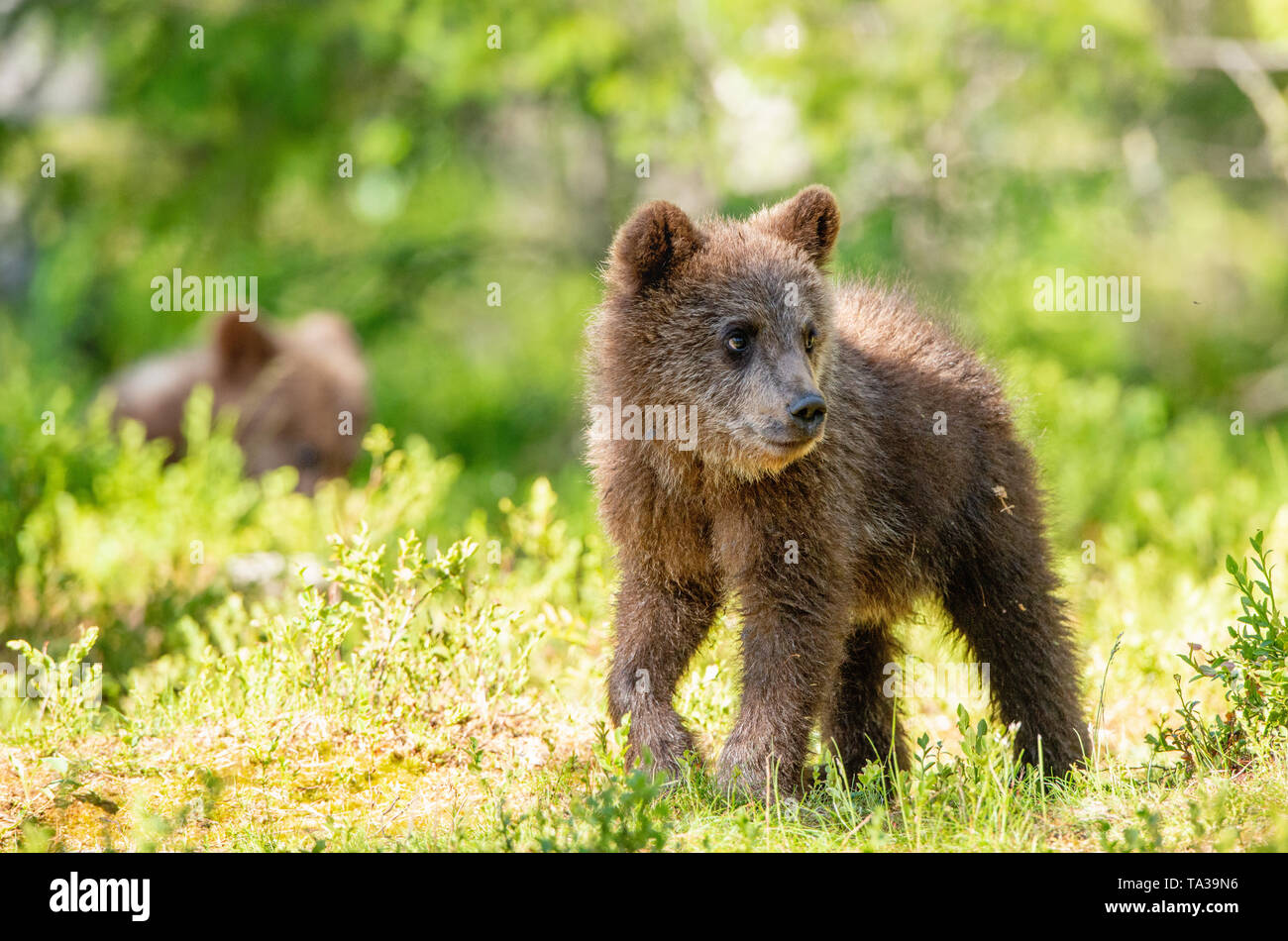 Cub von Braunbär im Sommer Wald. Natürlicher Lebensraum. Wissenschaftlicher Name: Ursus arctos. Stockfoto