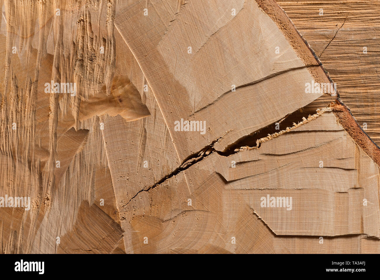 Silber Birke, Betula pendula, Baum, die aufgrund ihres Alters und der Invasion von Pilzen gefällt, notwendige Sicherheit Management und Protokolle gesägt, feine Textur Details Stockfoto