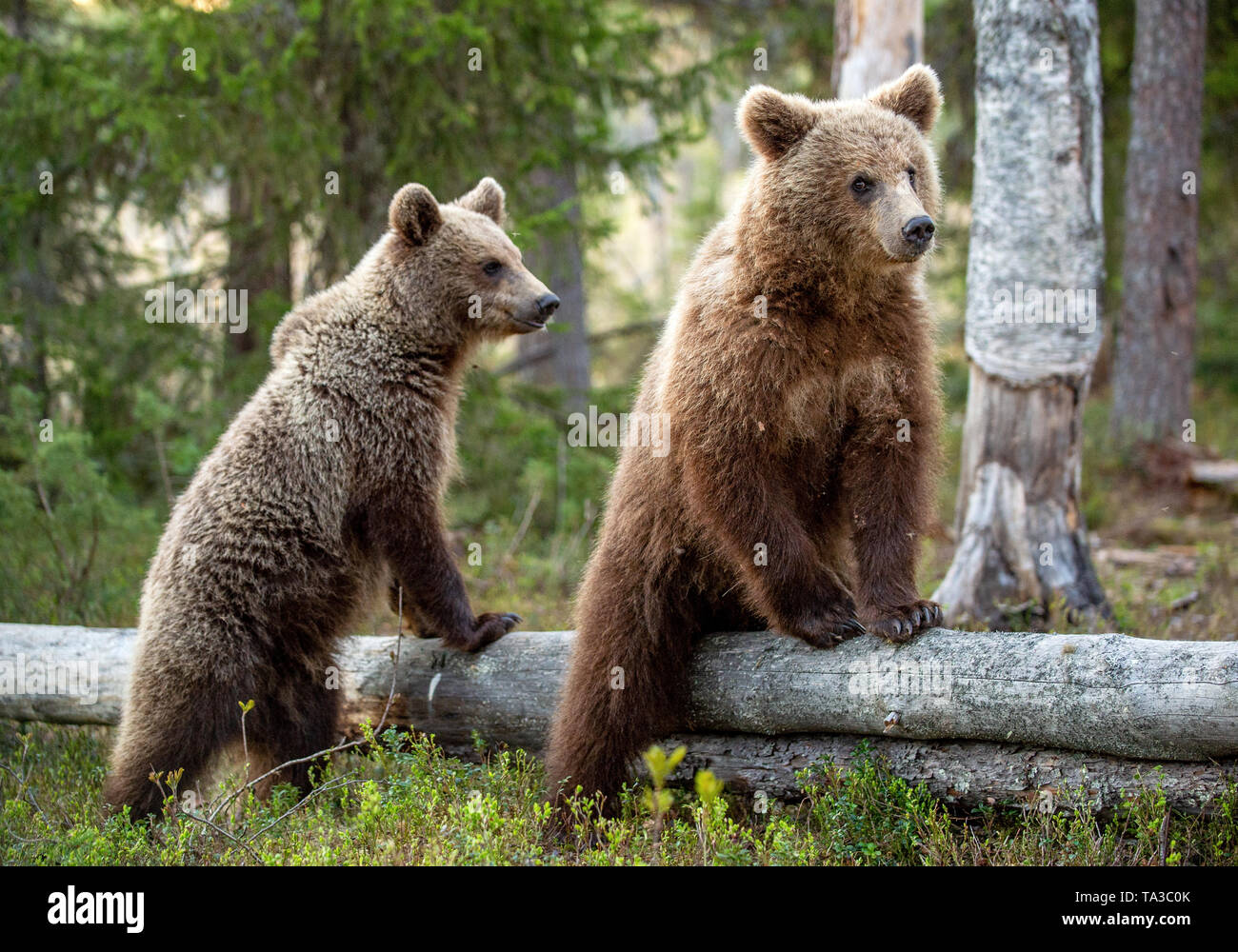 Cubs von Braunbär im Sommer Wald. Natürlicher Lebensraum. Wissenschaftlicher Name: Ursus arctos. Stockfoto